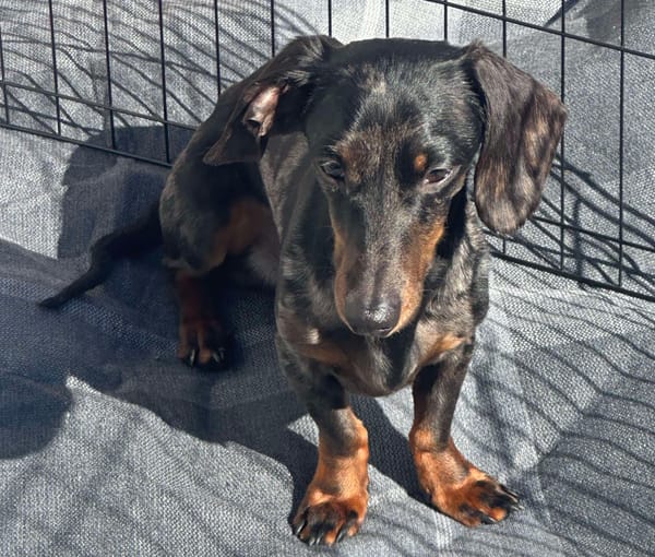 Chilli - 3 1/2yrs - Black and Tan Dapple Smooth Male - DOB - 05/07/21 - 5kg