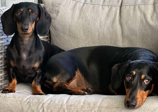 Willow and Richard Bonded Pair - Willow - 2yr 7 mths - Black and tan smooth - DOB - 04/07/22 - 5.6kg - Richard - 5yrs -Black and Tan smooth - DOB - 29/11/19 - 9.9kg