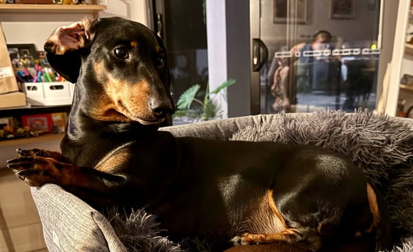 Hilda - 4 yrs - Standard Black and Tan Smooth Female - DOB 01/07/20 - 14kg