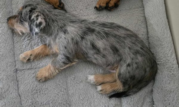 Wookie - 3 months  - Dachshund x Shih tzu - L/H male - DOB - 08/02/25 - 2kg
