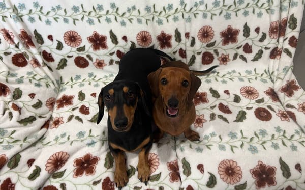Jasper and Willy 1yr 5 months -Bonded Sibling Brothers - Jasper Red Smooth and Willie Black and Tan Smooth - DOB -20-12-2023 - 10kg and 8kg