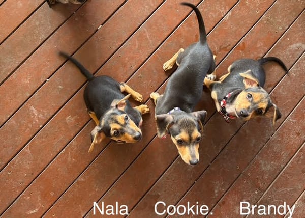 3 PUPPIES - 12 WEEKS - DACHSHUND X MINI FOXIES - 3 FEMALES -DOB -28/02/25 - 2kg