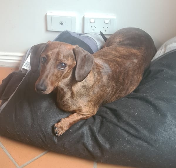 Sausage - 5yrs - Brindle Smooth Standard Male - DOB - 05/01/20 9.5kg