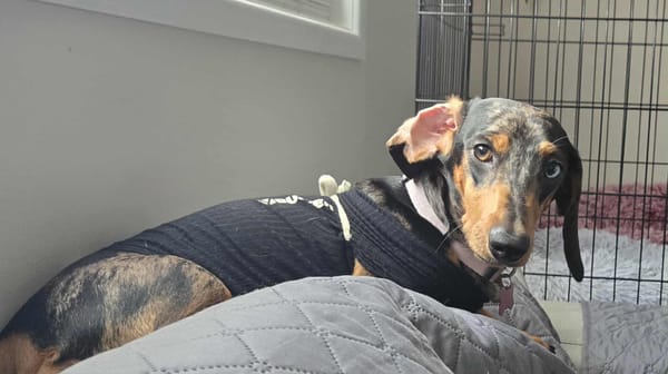 Frankie - 10mths - Smooth Black/Tan Dapple Female - 26/06/24 - 6.5kg