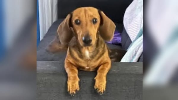 Poppy - 1yr 10m - Red  smooth female - DOB - 13/07/23 - 6kg