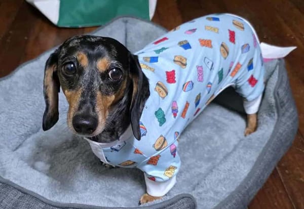HIRO - 7 yrs - Smooth Silver Dapple male - DOB - 23/11/17 - 7kg