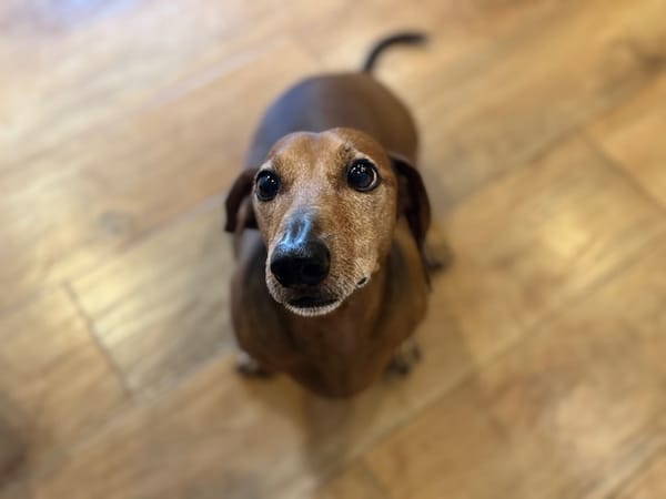 Opie - 8yrs - Smooth Red Male - DOB -28-12-2016 - 8kg
