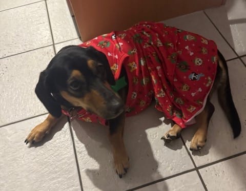 Daisy - 2yrs 4 mths -Black and tan smooth female Dachshund X - DOB -02/01/2023 - 14kg