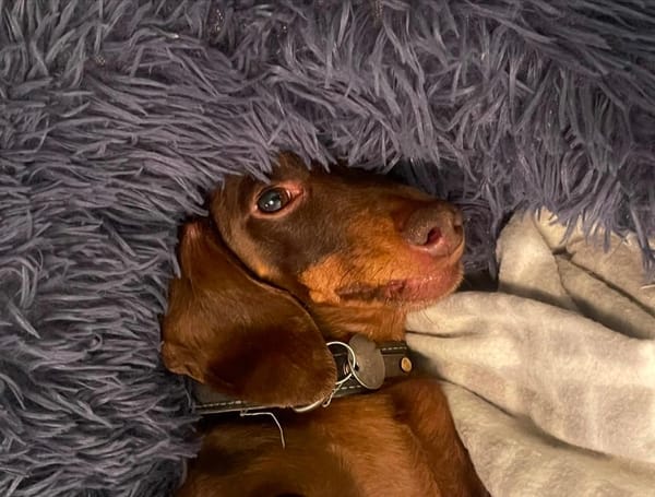 Harvey - 6yrs - chocolate mini smooth male - DOB - 7/11/18 5.5kg