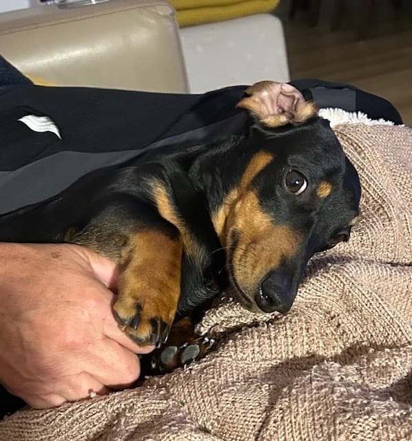 Winston - 1 yr - Smooth Black and Tan Miniature Male - DOB - 02/06/24 - 7kgs