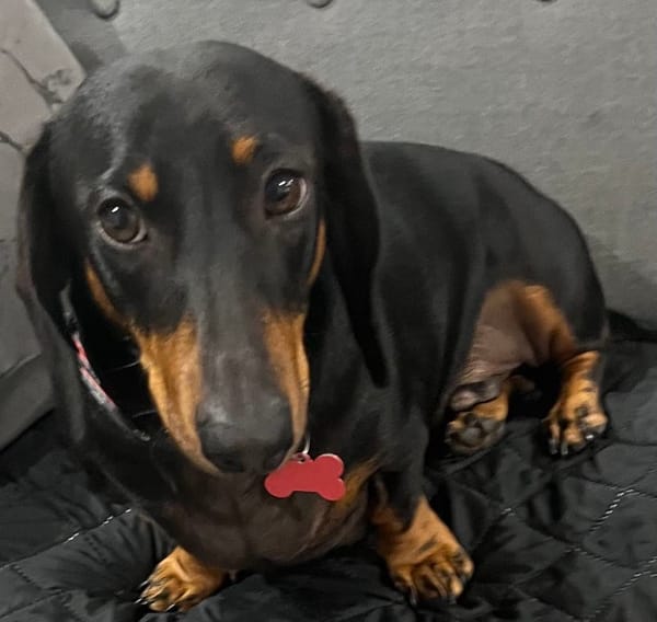 Zeppelin - 3 years - Smooth Black and Tan Male - DOB - 20/03/22 - 13kg should be 9kg