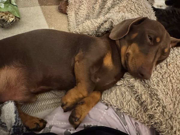 Bailey - 2 yrs - Chocolate and Tan Smooth Male - DOB - 25/03/23 - 5.5kg