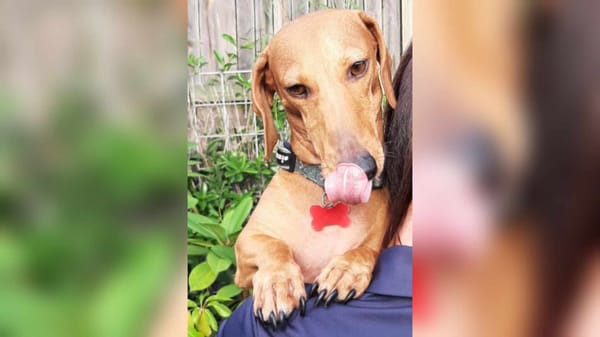 Slinky - 5yrs - Red Smooth Male - DOB - 14/05/20 - 9.4kg