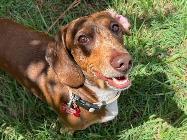 Sarge - 4yrs - Chocolate Dapple Smooth Male - DOB -31/12/20 - 8.5kg