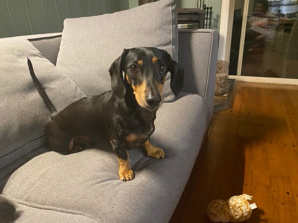 Basel - 6yrs - smooth black and tan male - DOB - 26/03/19 - 5KG
