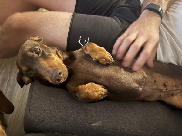Olive - 5yrs - smooth chocolate female - DOB - 10-04-20 - 5-6kg