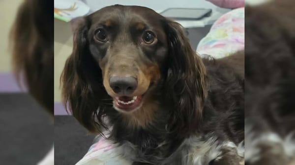 Hank - 2 1/2yrs - Chocolate & Cream Longhair - 07/01/23 - 13kg
