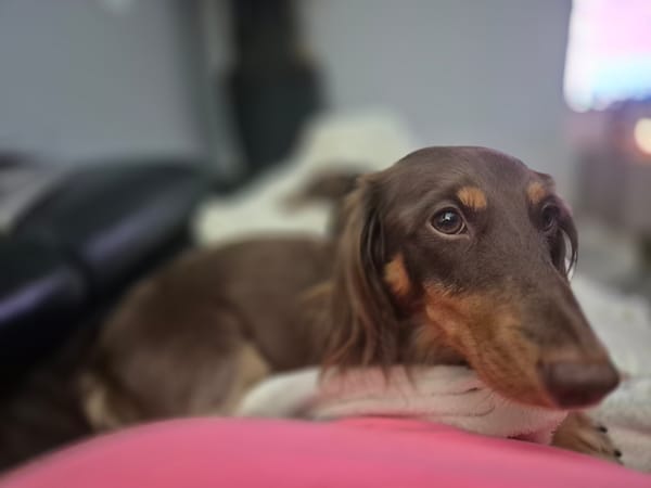 Hugo - Just 3 yrs - Chocolate and Tan Longhair - DOB -18/06/22 - 7.4kg