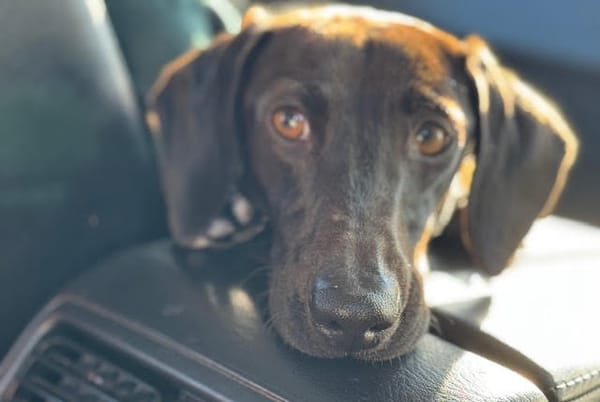 Sebastian - 1yr 10 mths - Smooth Mini Liver/Black Male - DOB - 04/09/23 - 6.8kg