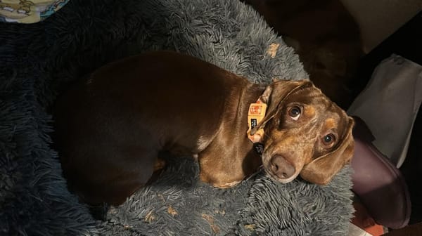 Sarge - 4yrs - Chocolate Dapple Smooth Male - DOB -31/12/20 - 8.5kg