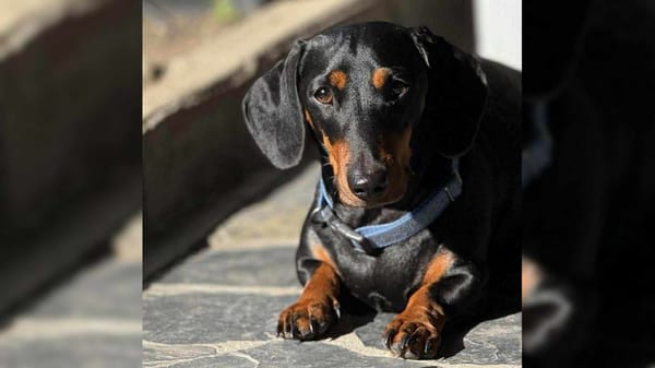 Henry - Almost 3yrs old - Smooth Black and tan Male -  DOB 01/07/22 - 9KG