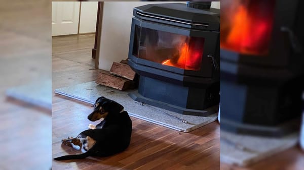 Daisy - 2 1/2yrs  - Black and tan smooth female Dachshund X - DOB -02/01/2023 - 12kg