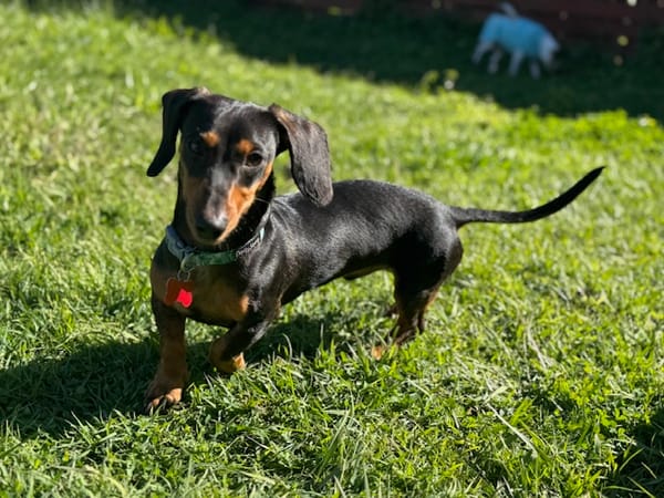 Solly - Puppy - 8 months - Black and Tan Miniature Male Smooth - DOB - 10/10/24 - 4.7KG