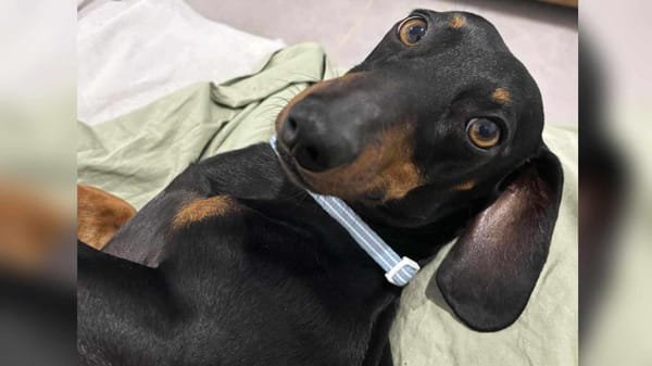 Milo - 2 years - Black and Tan Miniature Male Smooth - DOB -07-01-2023 - 5.5kg