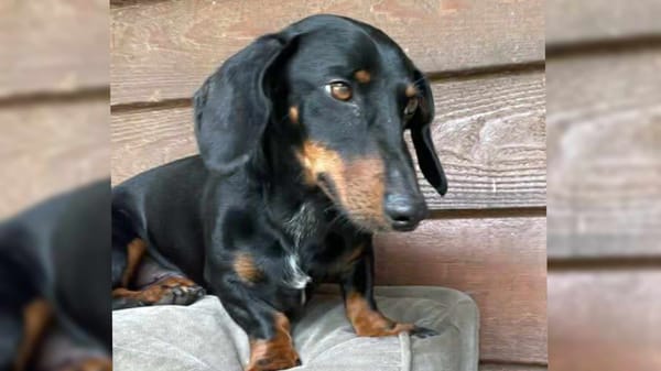 Qball - 7yrs - Black and Tan - Smooth Male - DOB - 11/08/18 - 7kg
