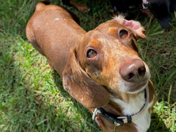 Sarge - 4yrs - Chocolate Dapple Smooth Male - DOB -31/12/20 - 8.5kg