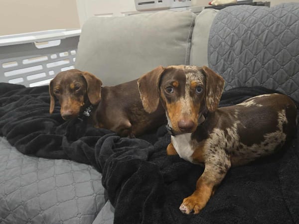 Teddy and Chico - Bonded Pair - Teddy - 8mths - Chocolate and Tan - DOB - 01/11/24 - 5.8kg - Chico - 2yrs 4 mths - Chocolate Dapple - DOB 19/03/23 - 7kg