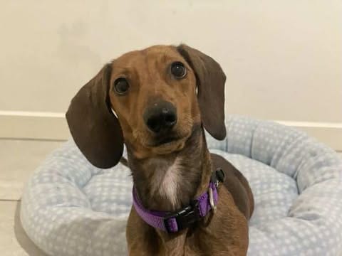 Ziggy (Female) 2yrs 10mths - Red Smooth Mini Female - DOB - 20/09/22 - 6kg