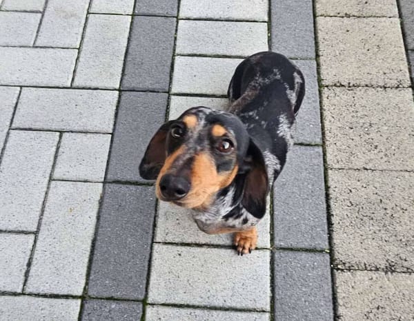 Dolly - 3yrs - Silver Dapple Smooth Female - DOB - 19/06/22 - 6.1 kg