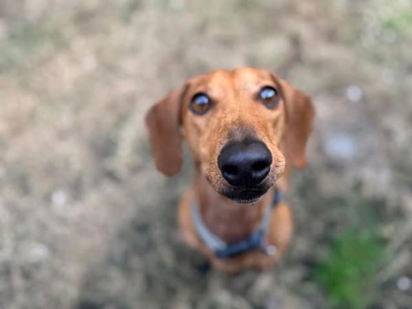Slinky - 5yrs - Red Smooth Male - DOB - 14/05/20 - 9.4kg