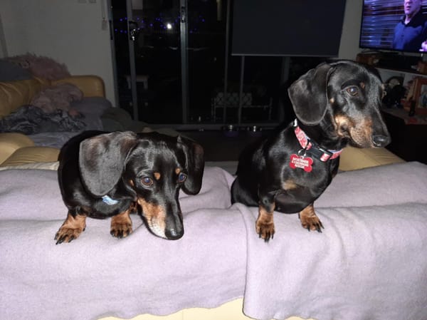 Link 5yrs and Luna 2.5yrs - Bonded Besties - Black and Tan smooths - Link DOB -23/05/20 - 6.45kg - Lunah DOB -23/02/23 - 7.3kg