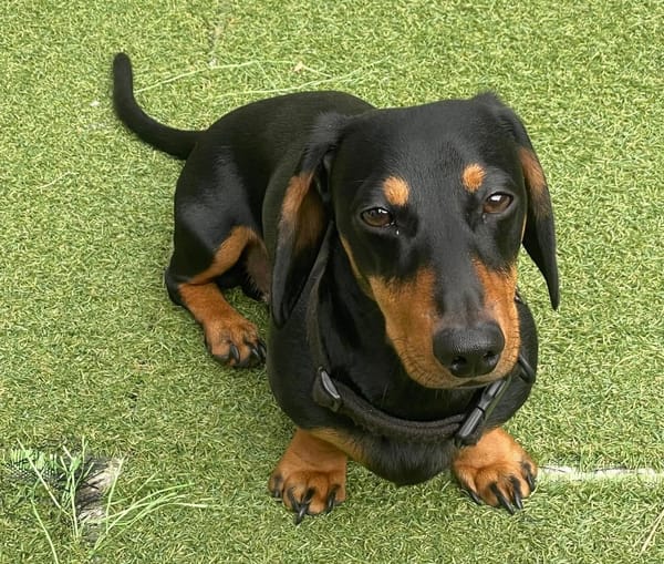 Frankie 3yrs -Black and Tan Mini Smooth Male - DOB - 23/07/22 - 8 kg