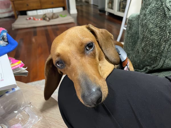 Tatti (Potato)5 1/2 yrs - Red Smooth Female - DOB - 01/01/20 - 8.6kg
