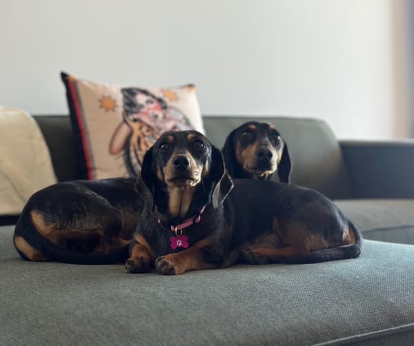 Kevin and Pip Bonded Pair - Kevin 3yrs - Black and Tan Smooth Male - 14/04/22 - Apr 7kg - Pip 2yrs - Silver Dapple Smooth Female - DOB - 01/02/23 - Apr 4kg