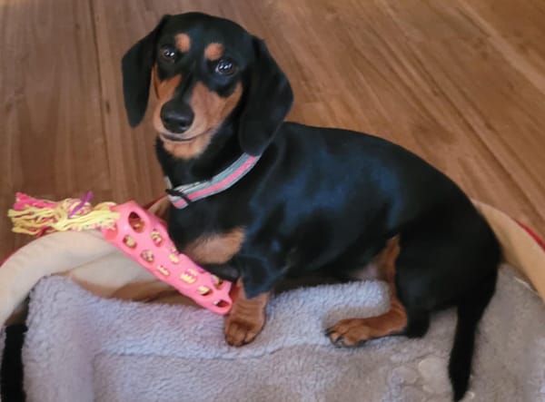 Golly Miss Molly - 1yr 4mths - Black and Tan Smooth Female - DOB 04/03/24 - 6.5kg
