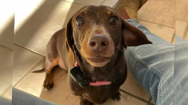 Winnie - Just 6yrs - Chocolate and Tan smooth Female - DOB - 17/06/19 - 7kg