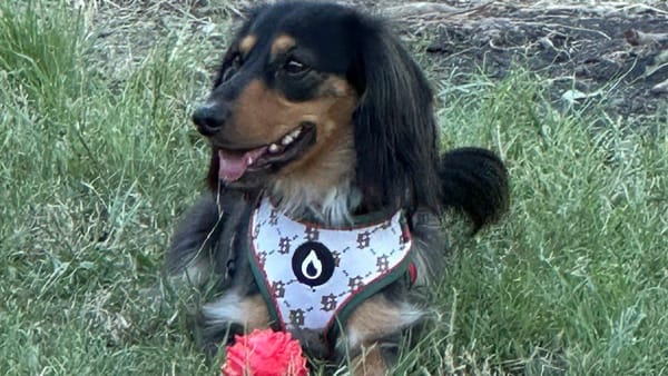 Barry -3 yrs - Chocolate Long Hair Dachshund with a touch King Charles Cavalier - DOB - 06/06/22 - 7.8kg