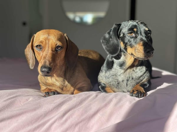 Raya and Odie - Bonded pair - Raya -almost 2 - red smooth female - DOB - 20/08/23 - 7.4kg - Odie - Silver dapple smooth male - 3yrs 9 mths - DOB - 15/10/21 - 8.5kg  ***on hold***
