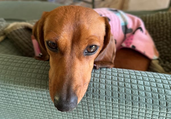 Billie - 2 yrs 5 mths - Smooth miniature red female - DOB - 06/02/23 - 4.5kg  *adoption pending *