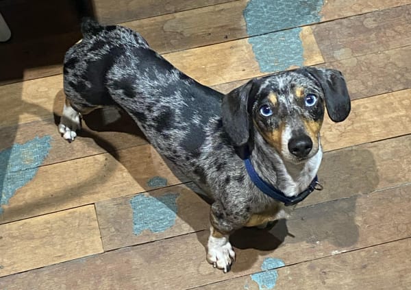 Diego - 3yrs 8mths - Silver Dapple Smooth Male - 21/11/21 - 5kg