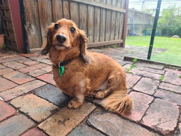 Ramen - Just 5yrs - Long Hair Cream/Red Male - DOB - 27/07/20 - 7.5kg