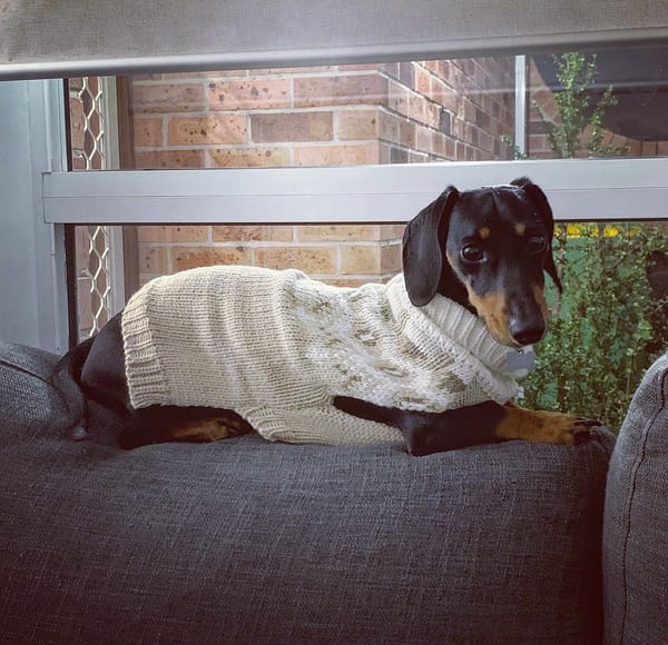 Walter - 4yrs - black and tan smooth male - DOB - 02/01/21 - 8.3kg
