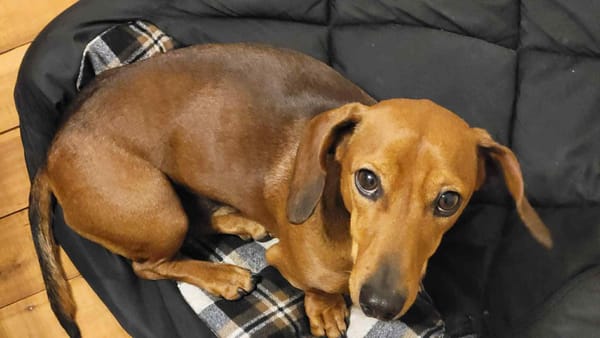 Winston - 6yrs - Red smooth male - 12/01/2019 - 8KG