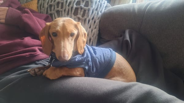 Casper - 1yr 6mths - smooth clear red male - DOB -18/02/24 - 6.5kg