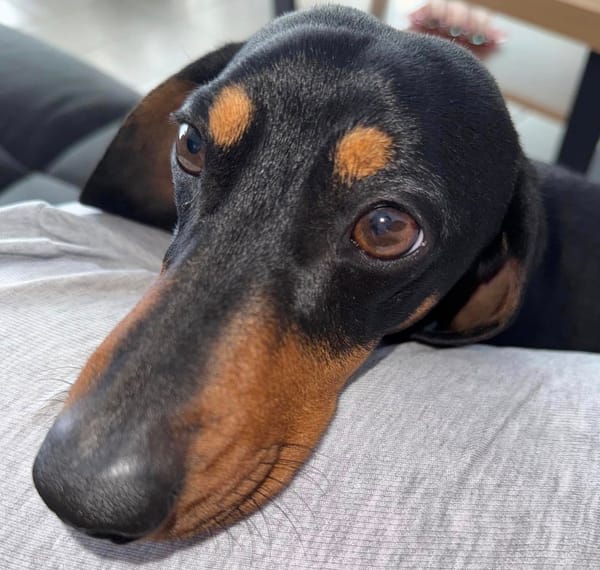 Frankie 3yrs -Black and Tan Mini Smooth Male - DOB - 23/07/22 - 8 kg