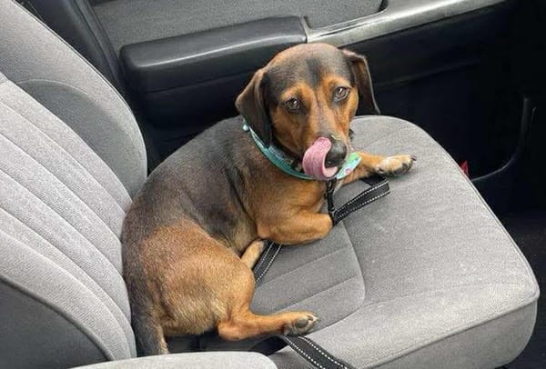 Slink - 3yrs - Dachshund X Jack Russell - DOB - 08/10/21 - 9.5kg